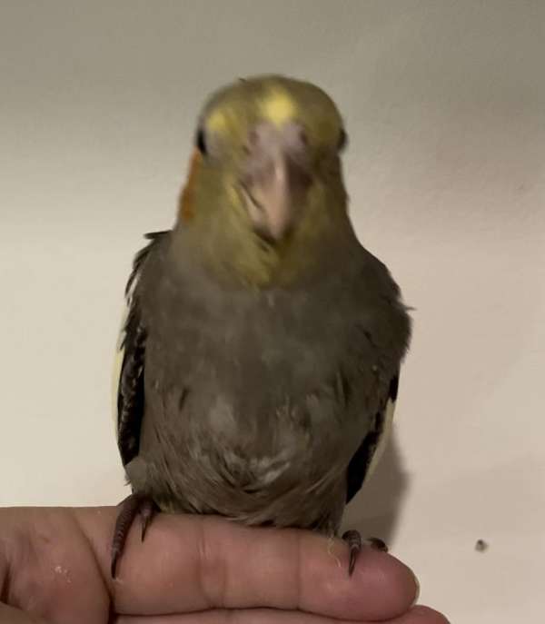 cockatiel-for-sale