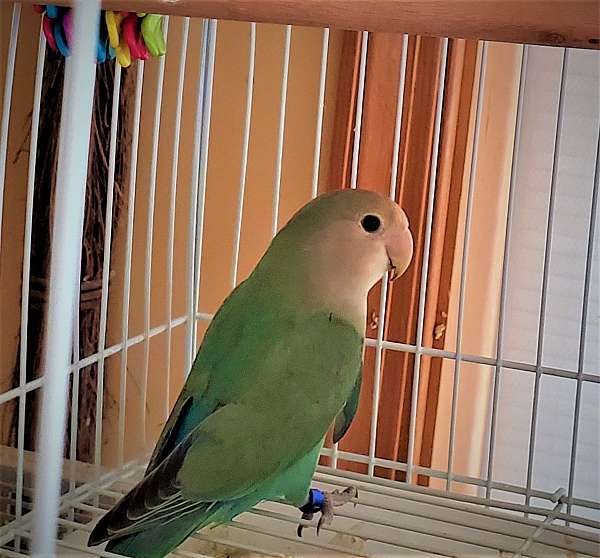 blue-green-bird-for-sale-in-newville-pa