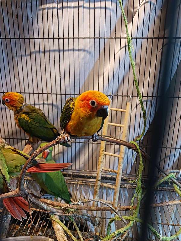 green-bird-for-sale-in-milton-fl