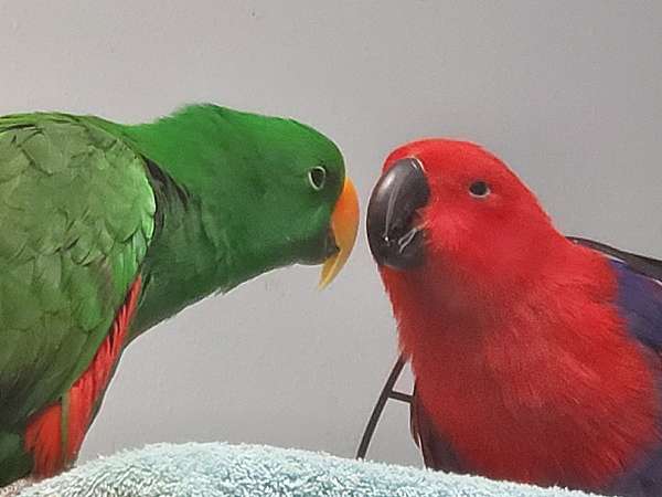 eclectus-parrots-for-sale