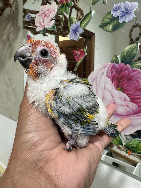 sun-conure-for-sale