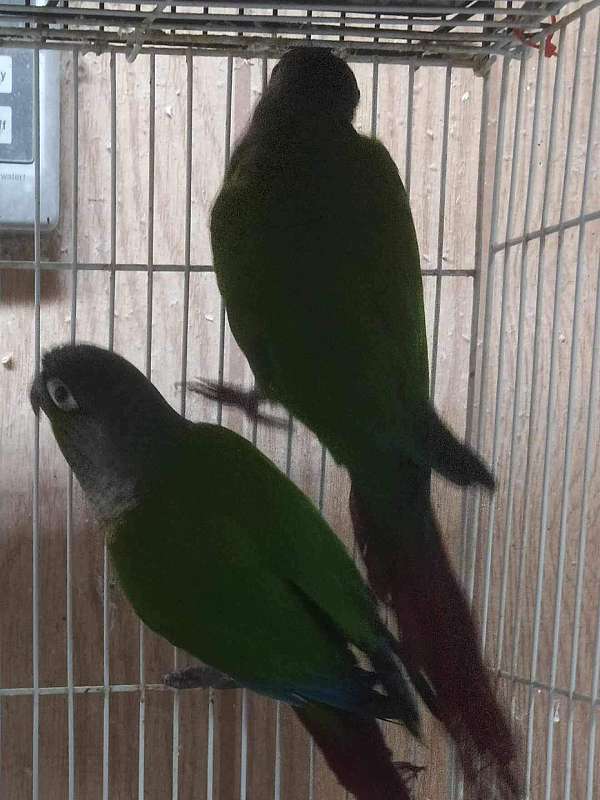 conure-for-sale