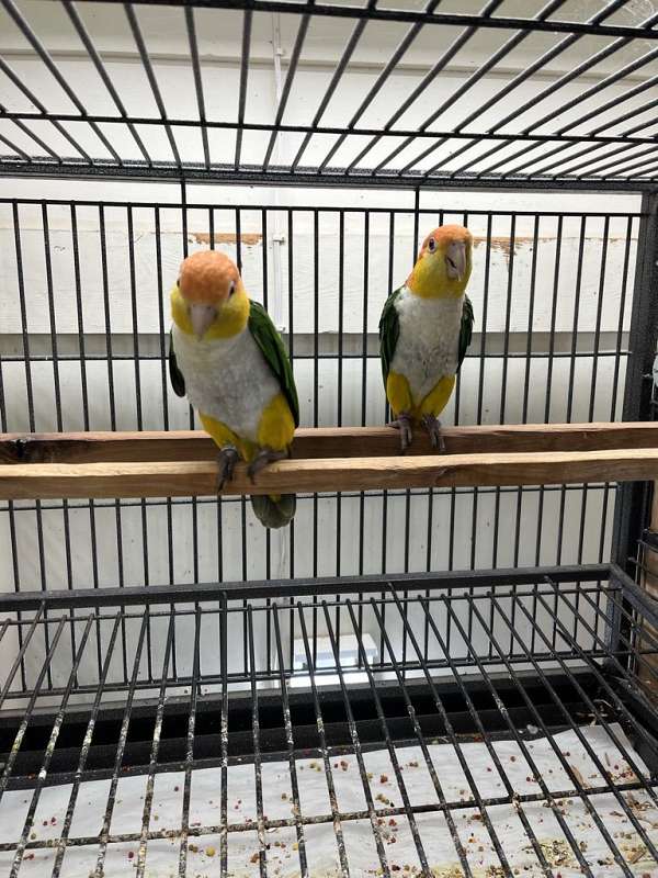 caique-parrot-for-sale-in-california