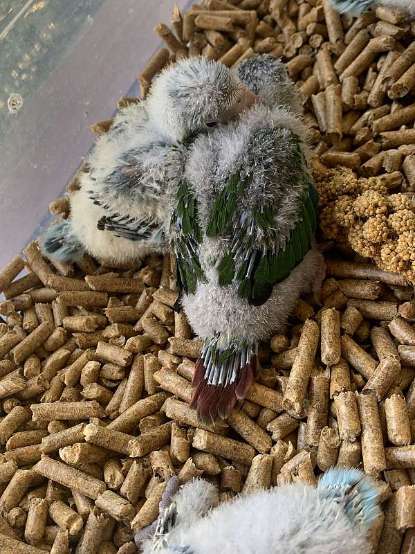 blue-opaline-conure-for-sale