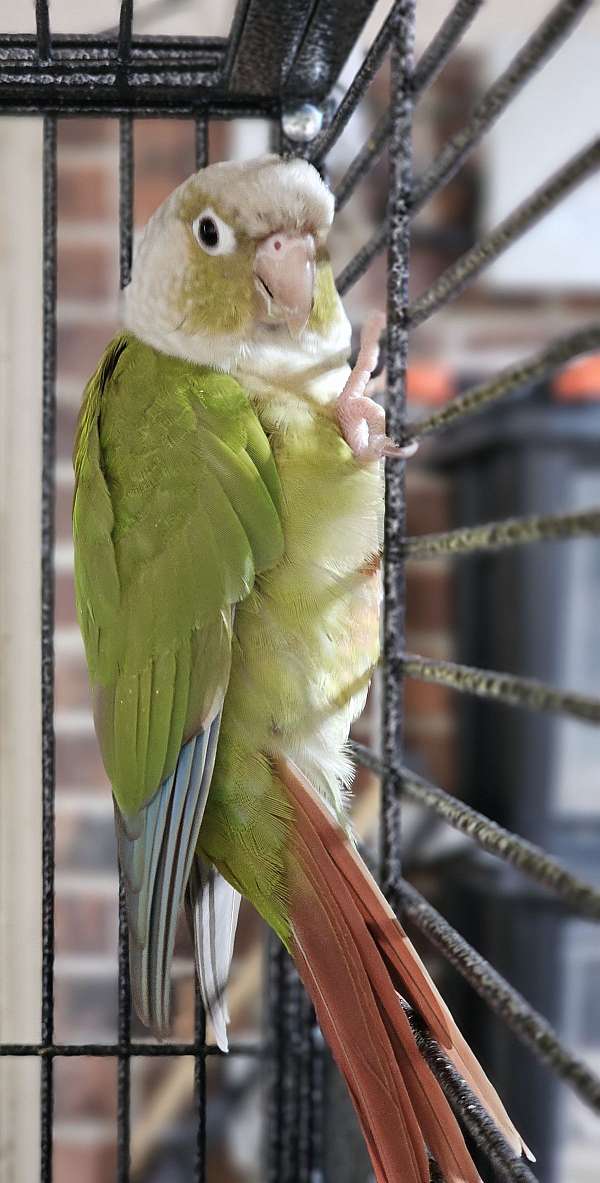 cinnamon-green-bird-for-sale-in-pensacola-fl