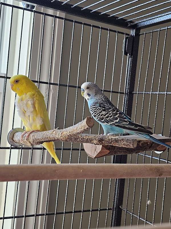 Paired Parakeets