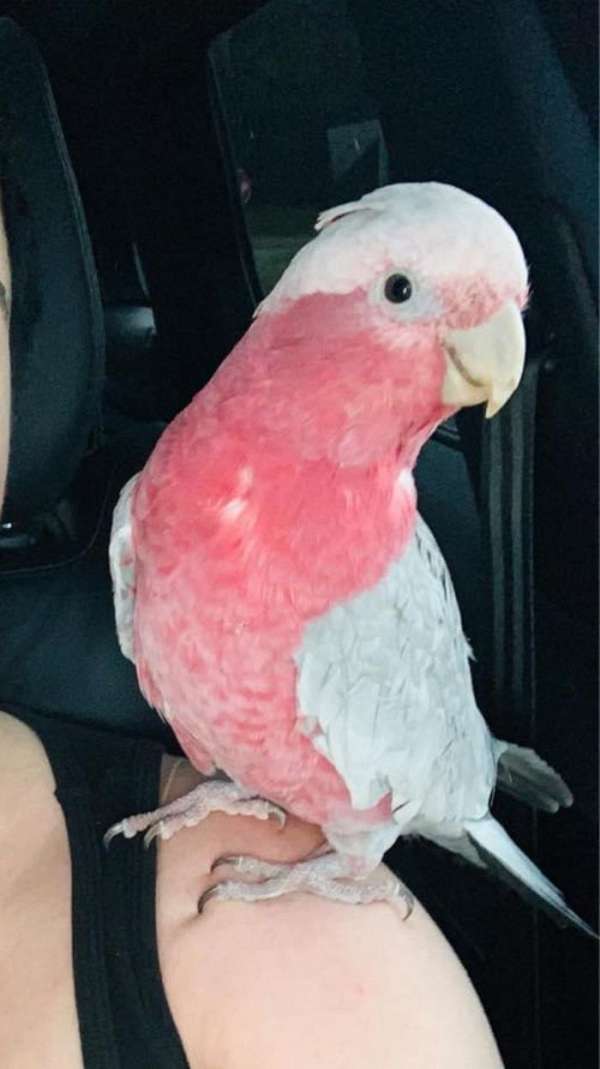 rose-breasted-cockatoo-for-sale