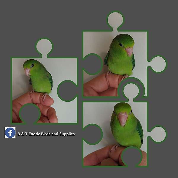 parrotlet-pacific-parrotlet-for-sale-in-arlington-tx