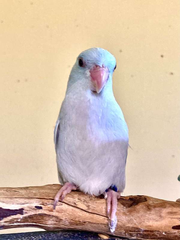 parrotlet-for-sale-in-greenfld-ctr-ny