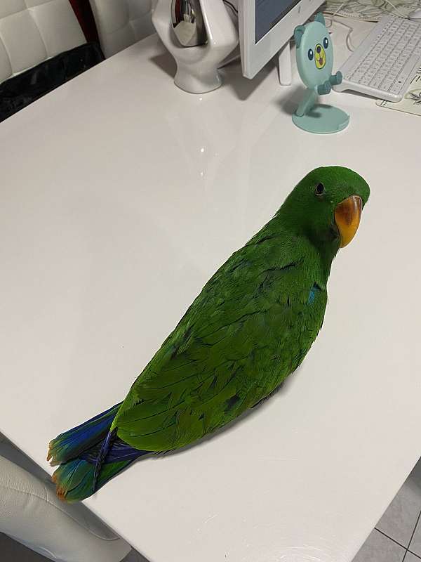 solomon-island-eclectus-parrots-for-sale