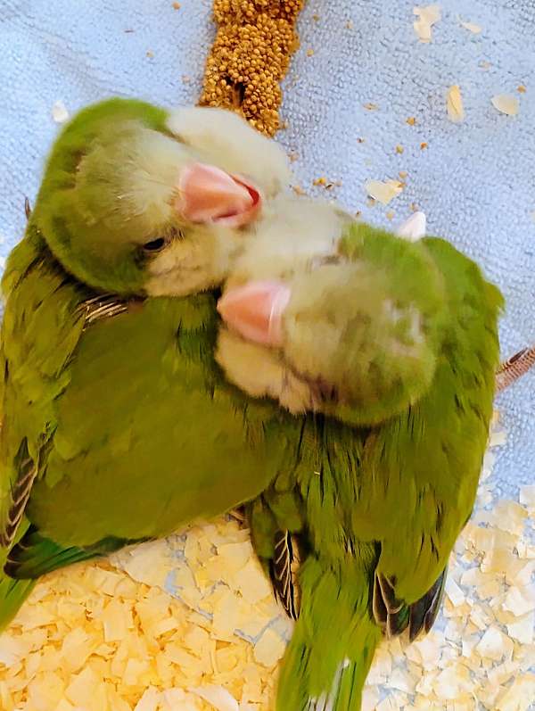 lovebird-for-sale