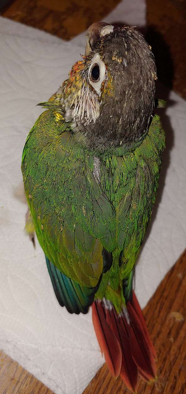 conure-for-sale