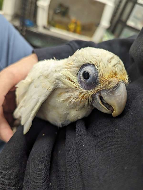 goffin-cockatoo-for-sale