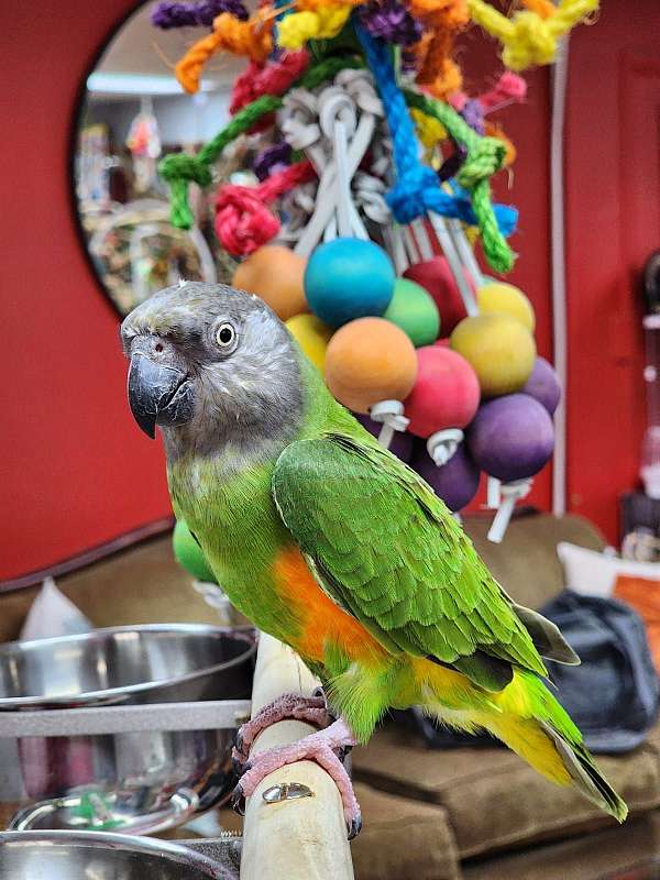 senegal-poicephalus-parrots-for-sale-in-stroudsburg-pa