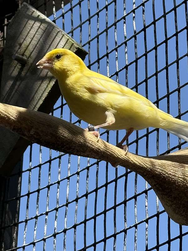 brown-canary-for-sale