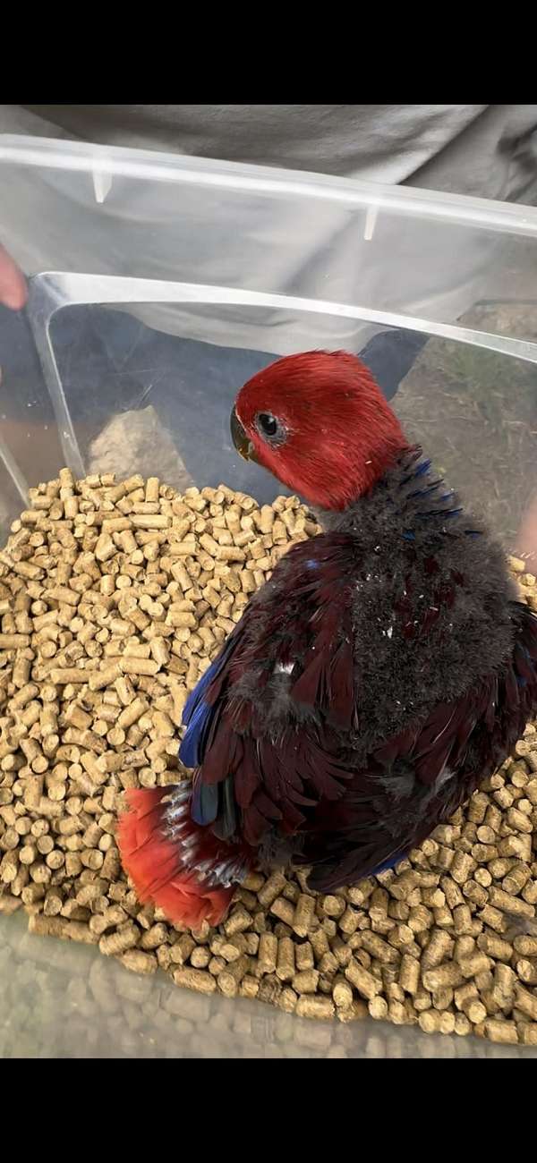 eclectus-parrots-for-sale-in-summerville-sc