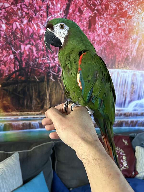 pet-tame-macaw-severe-macaw-for-sale