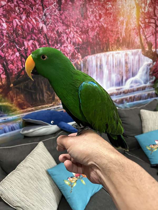 eclectus-parrots-for-sale