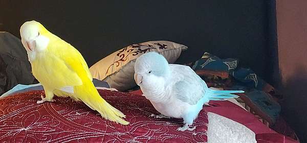 quaker-parrots-for-sale