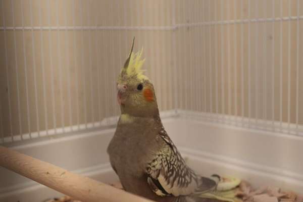 grey-bird-for-sale-in-oakwood-ga