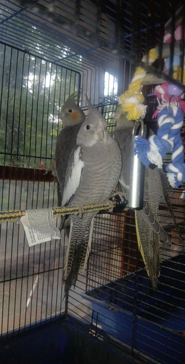 grey-bird-for-sale-in-oakwood-ga