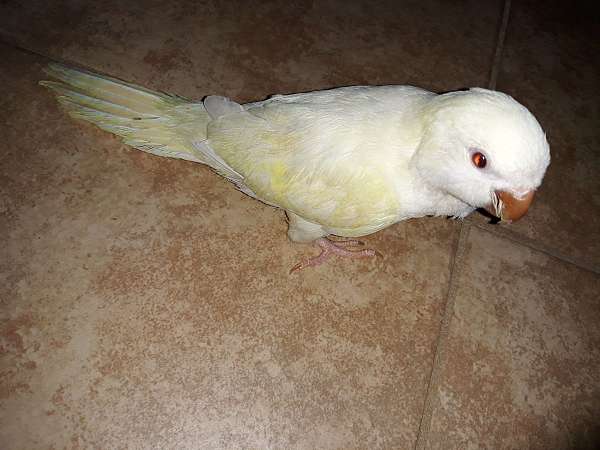 yellow-bird-for-sale-in-kissimmee-fl