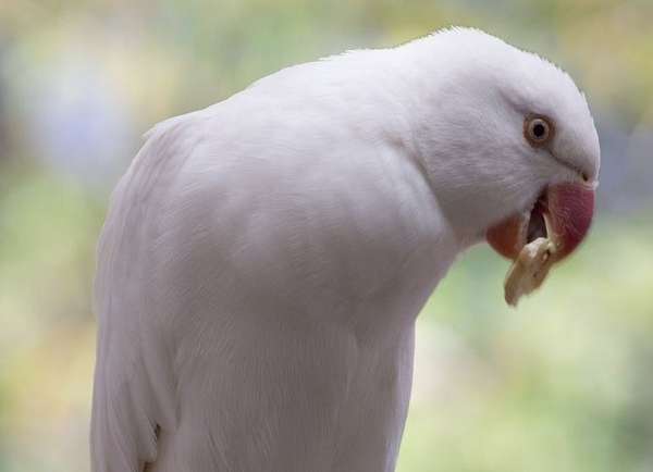 albino-white-bird-for-sale-in-naples-fl