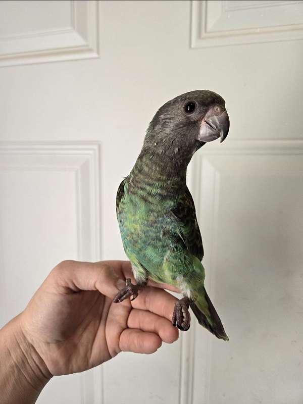 meyers-poicephalus-parrots-for-sale-in-eau-claire-wi