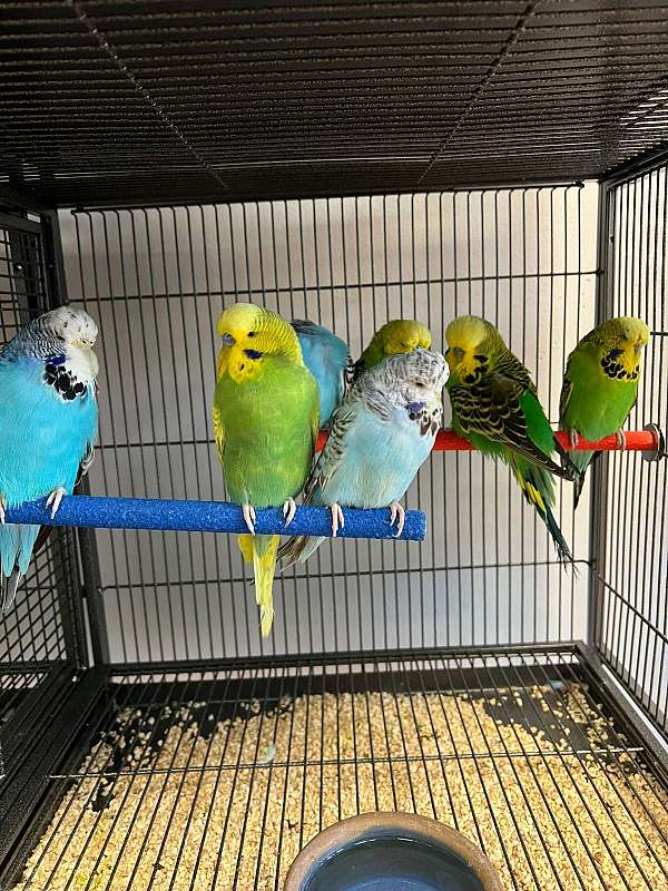 budgerigar-parakeet-for-sale-in-norwalk-ct