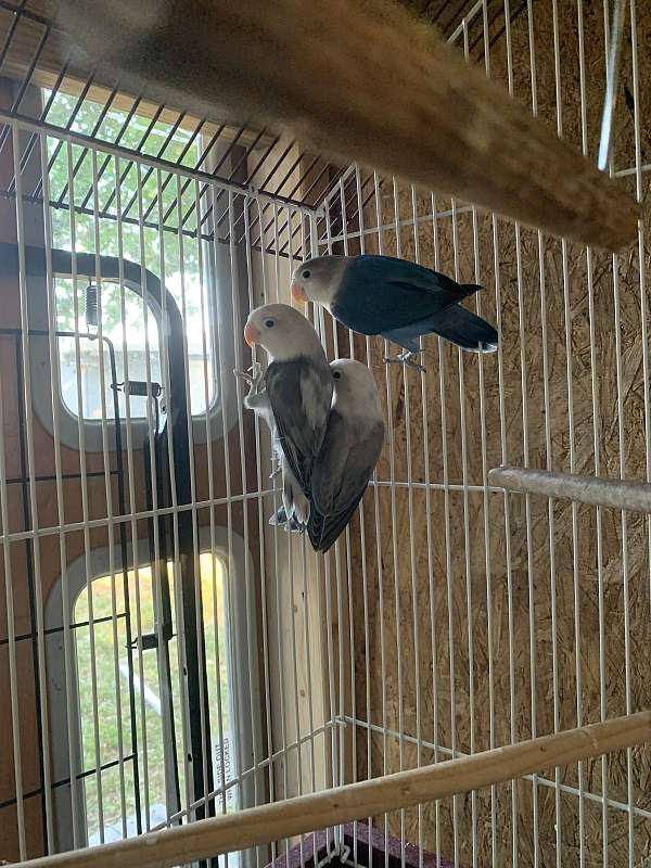 fischers-lovebird-for-sale