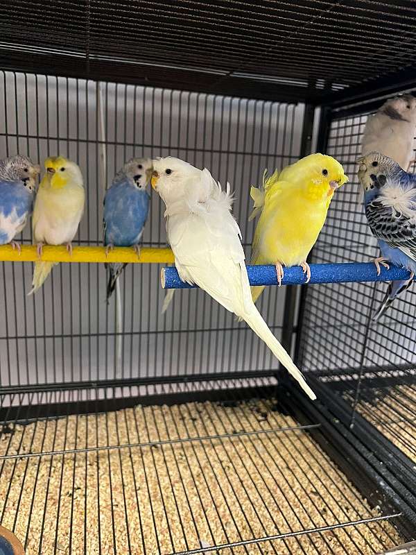 parakeet-for-sale-in-norwalk-ct