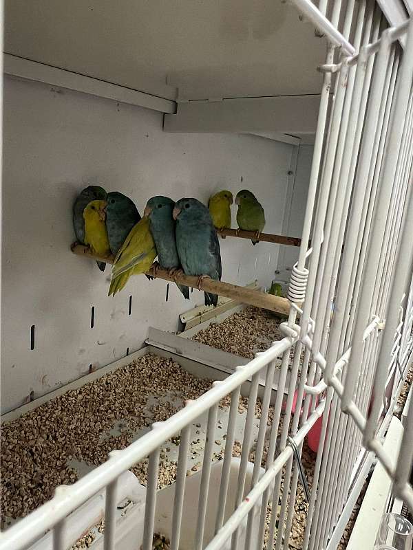 homing-bird-for-sale-in-norwalk-ct