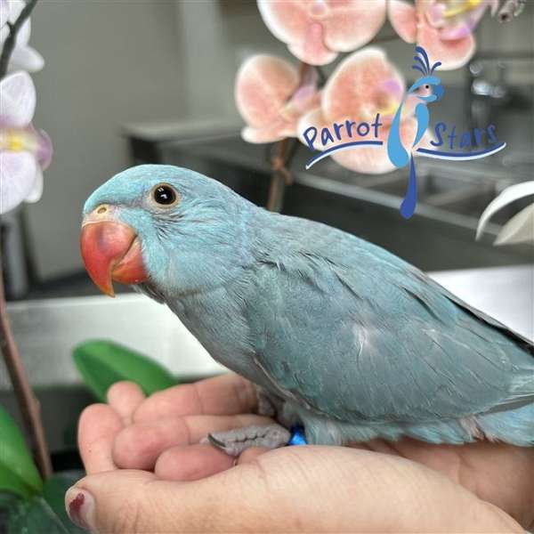 Baby Blue Indian Ringneck Parakeet available at Parrot Stars!