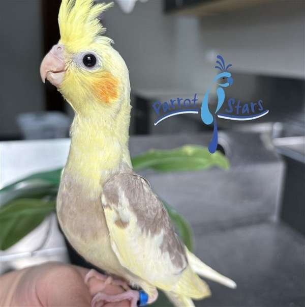 cockatiel-for-sale