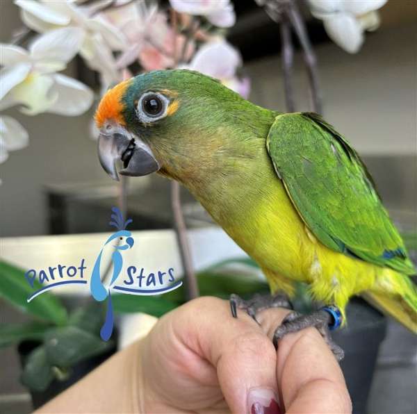 Baby Peach Front Conure available at Parrot Stars!