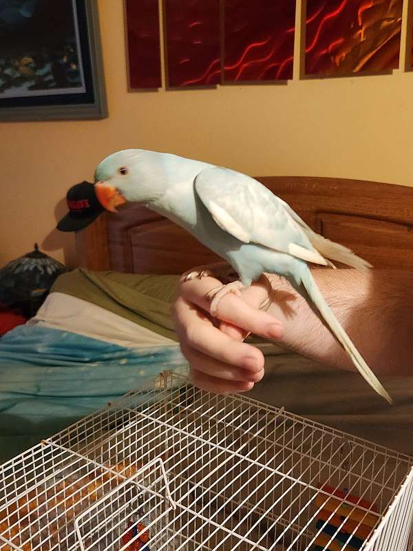 ringneck-parakeet-for-sale