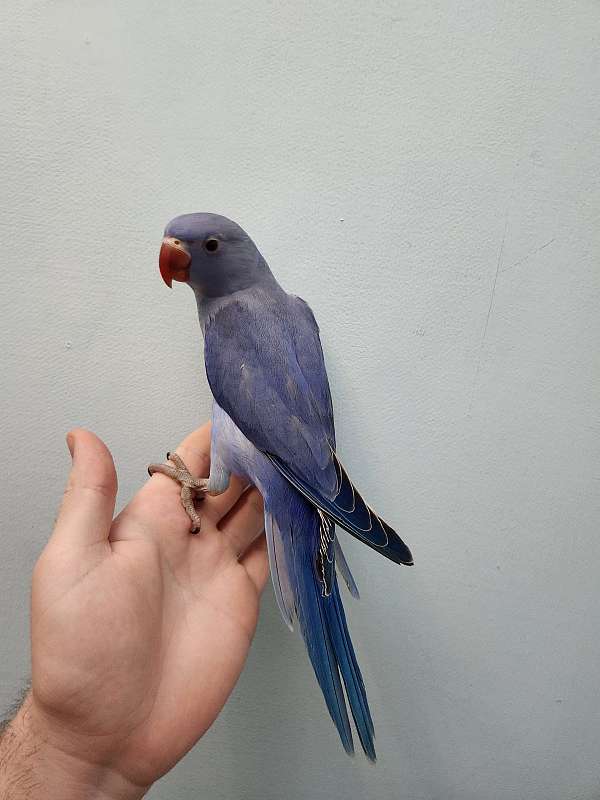 ringneck-parakeet-for-sale