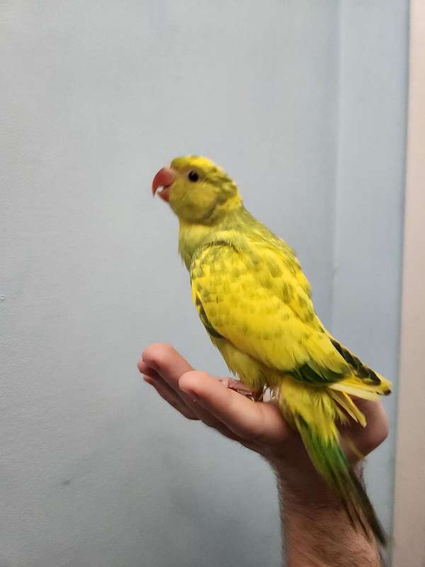 ringneck-parakeet-for-sale