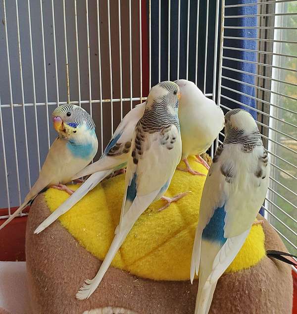 budgerigar-parakeet-for-sale-in-mountain-grove-mo