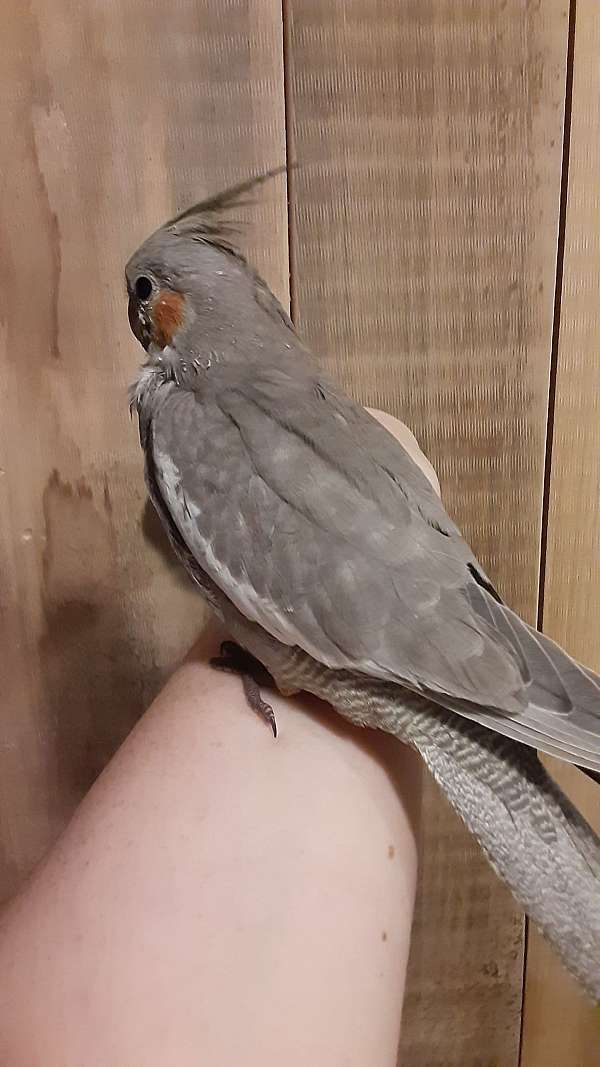 cockatiel-for-sale-in-mountain-grove-mo