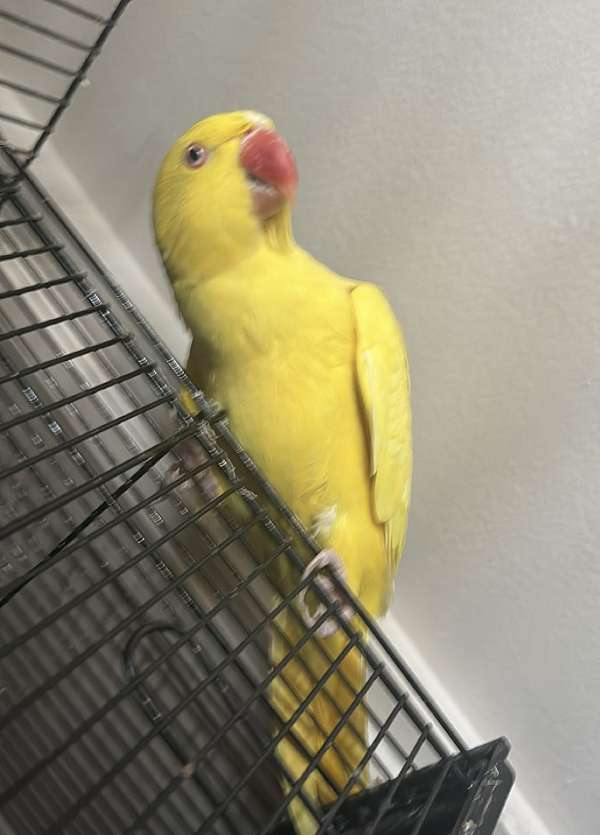 pet-tame-bird-for-sale-in-savannah-mo