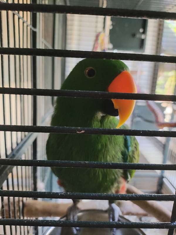 eclectus-parrots-for-sale-in-palm-harbor-fl