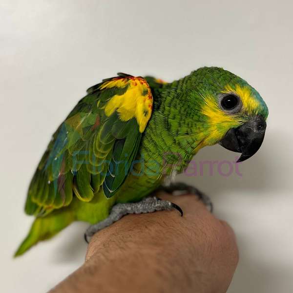 blue-front-amazon-parrot-for-sale