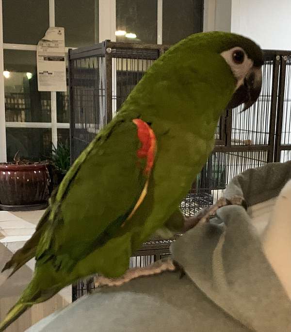 macaw-for-sale-in-savannah-mo