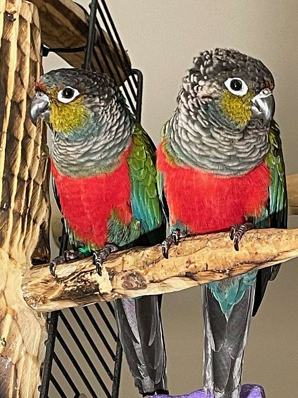 crimson-pet-tame-bird-for-sale