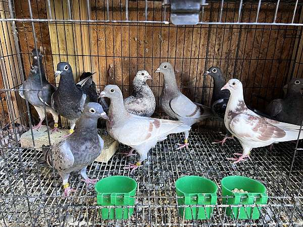 racing-bird-for-sale-in-statesboro-ga