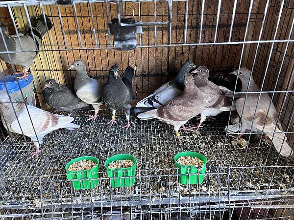 homing-pigeon-for-sale