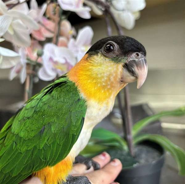 black-headed-caique-for-sale