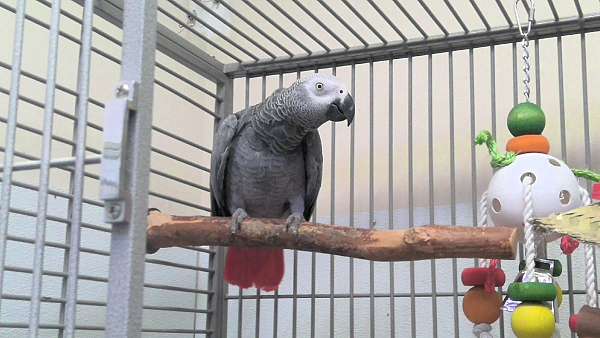 grey-bird-for-sale-in-norcross-ga