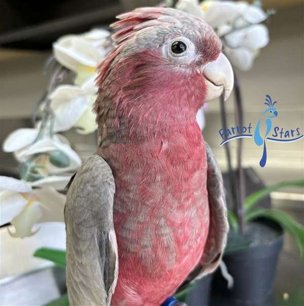 rose-breasted-cockatoo-for-sale